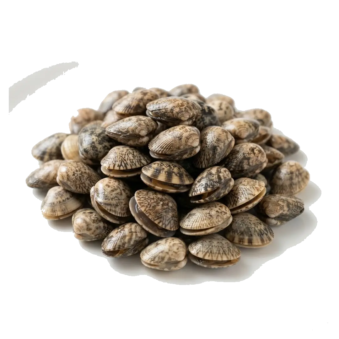 Asari Clam