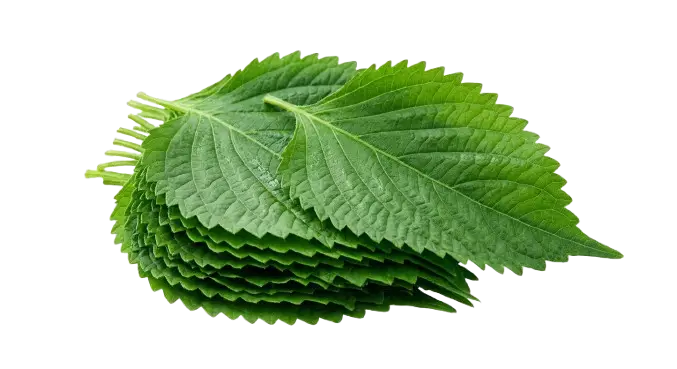 Japanese Ohba Leaves (Shiso)
