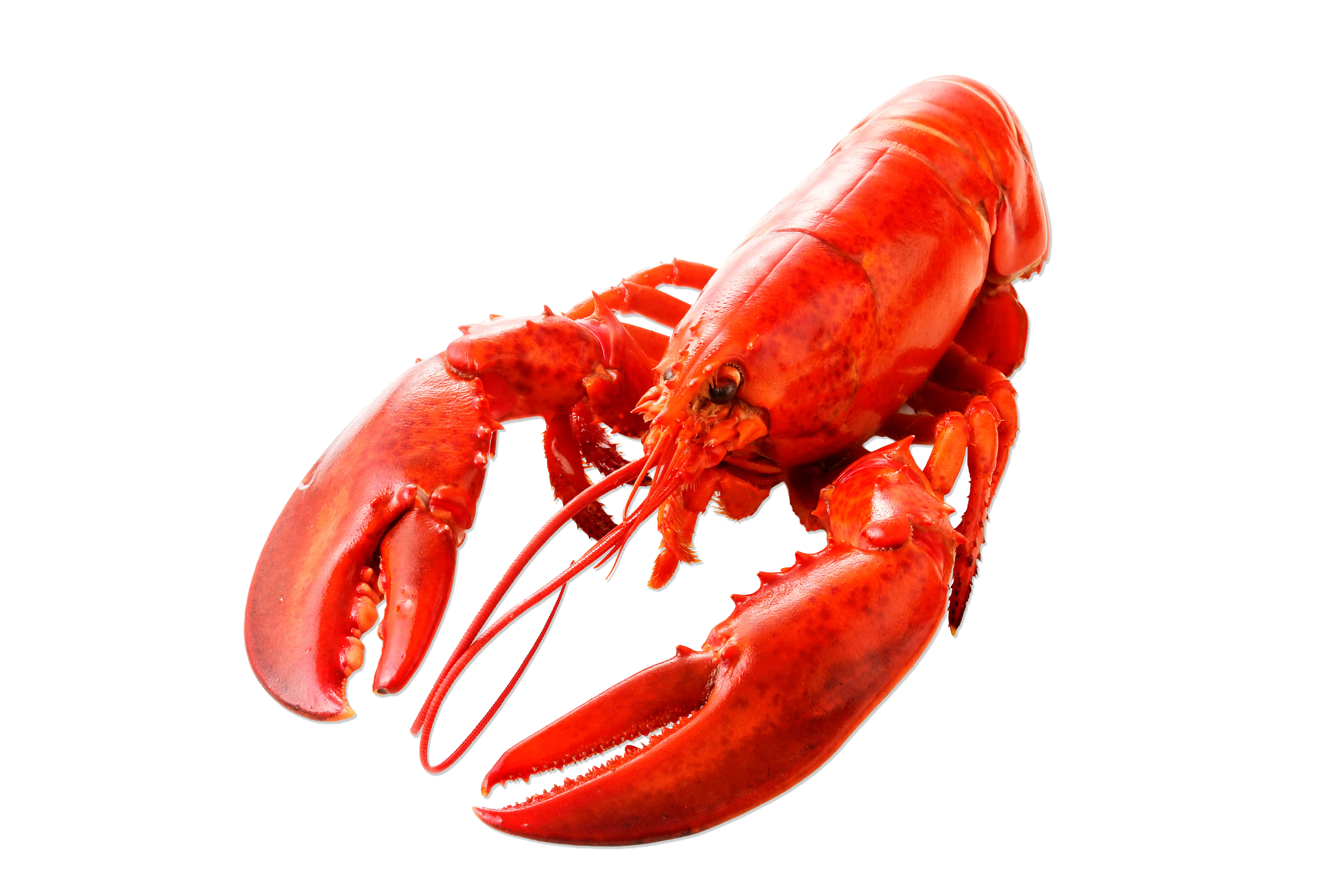 Sustainably-Caught Live Lobster (Canadian)