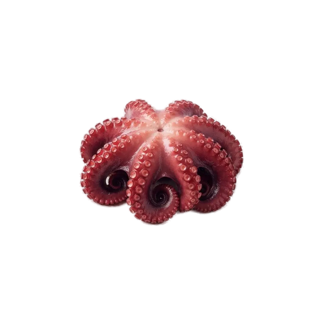 Taihou Boiled Tako Octopus (Halal) (Whole) (8-9 pcs, 10 Kg)