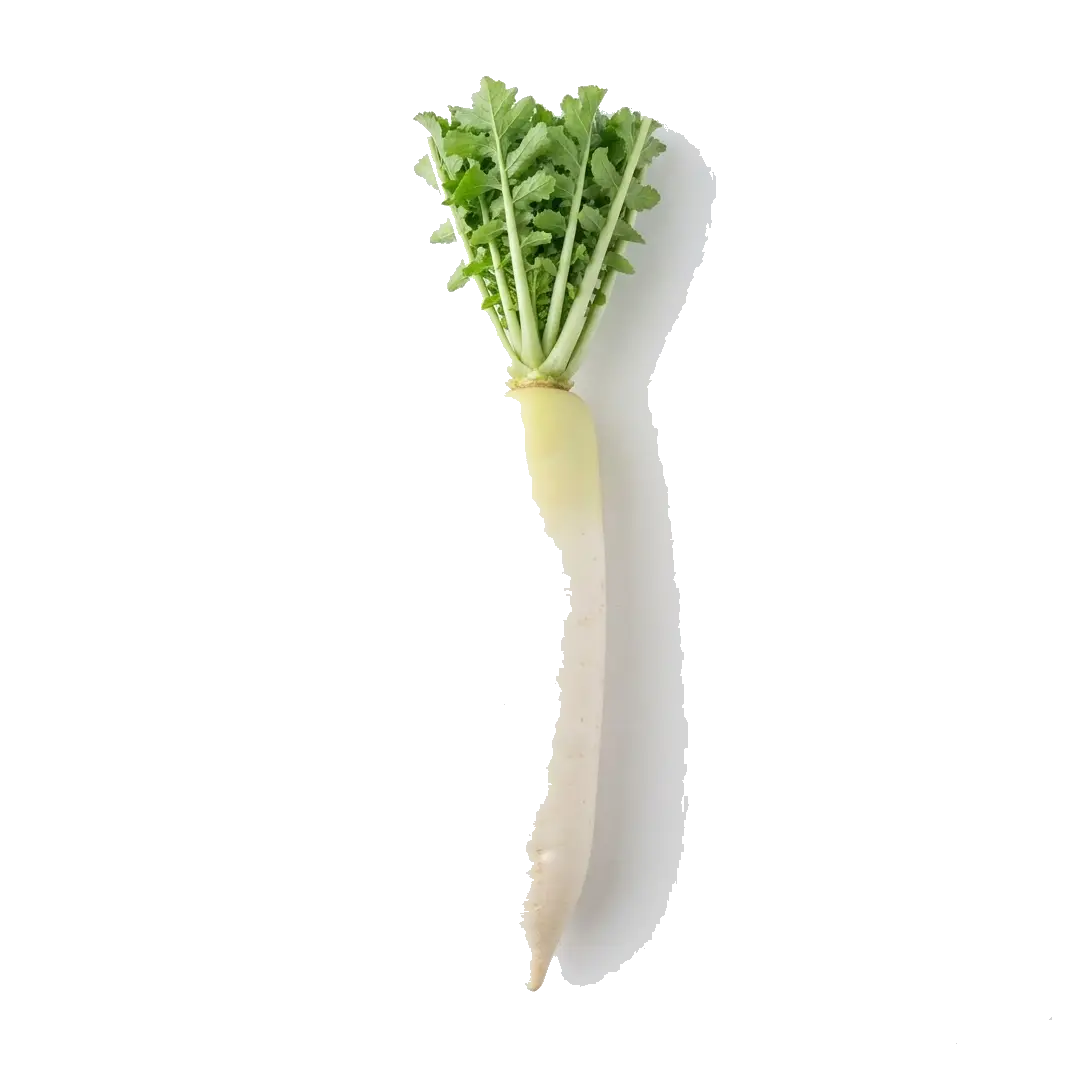 White Radish (Daikon)